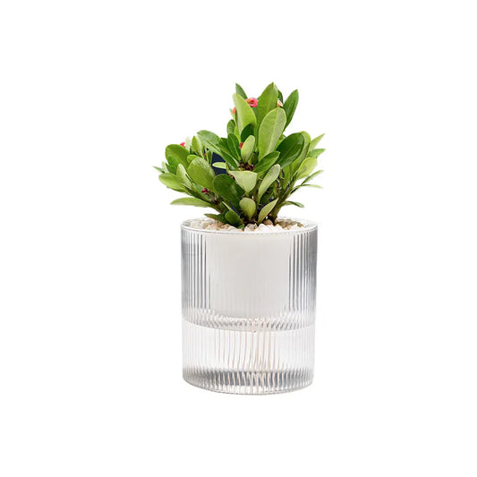 BRICE 4 Inch Plant Pot Garden Automatic Absorbing Water Self Watering Planter Small the Lazy Plastic Self Watering Pot